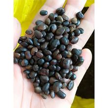 �²ɇ����N������������N���S�����t�����̻��N�����뻱�̻�����