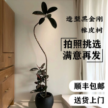黑金刚橡皮树网红造型室内客厅大型绿植好养耐活办公室氛围植物