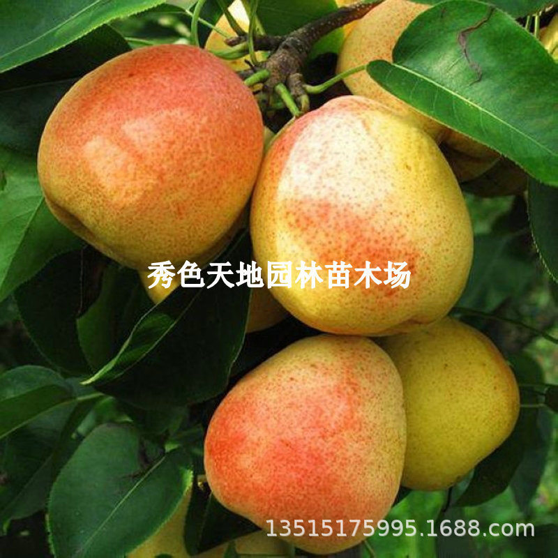 梨树苗庭院红梨树苗特大彩虹嫁接北方盆栽梨南方果树苗酥脆甜梨苗