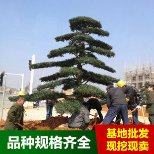 �_�h�������辰����ͥԺ���͘侫Ʒ�����r���؃r���N