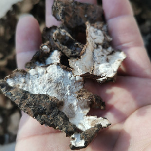 ���� ��Ƥ ����Ƥ ɢ�b�Q��