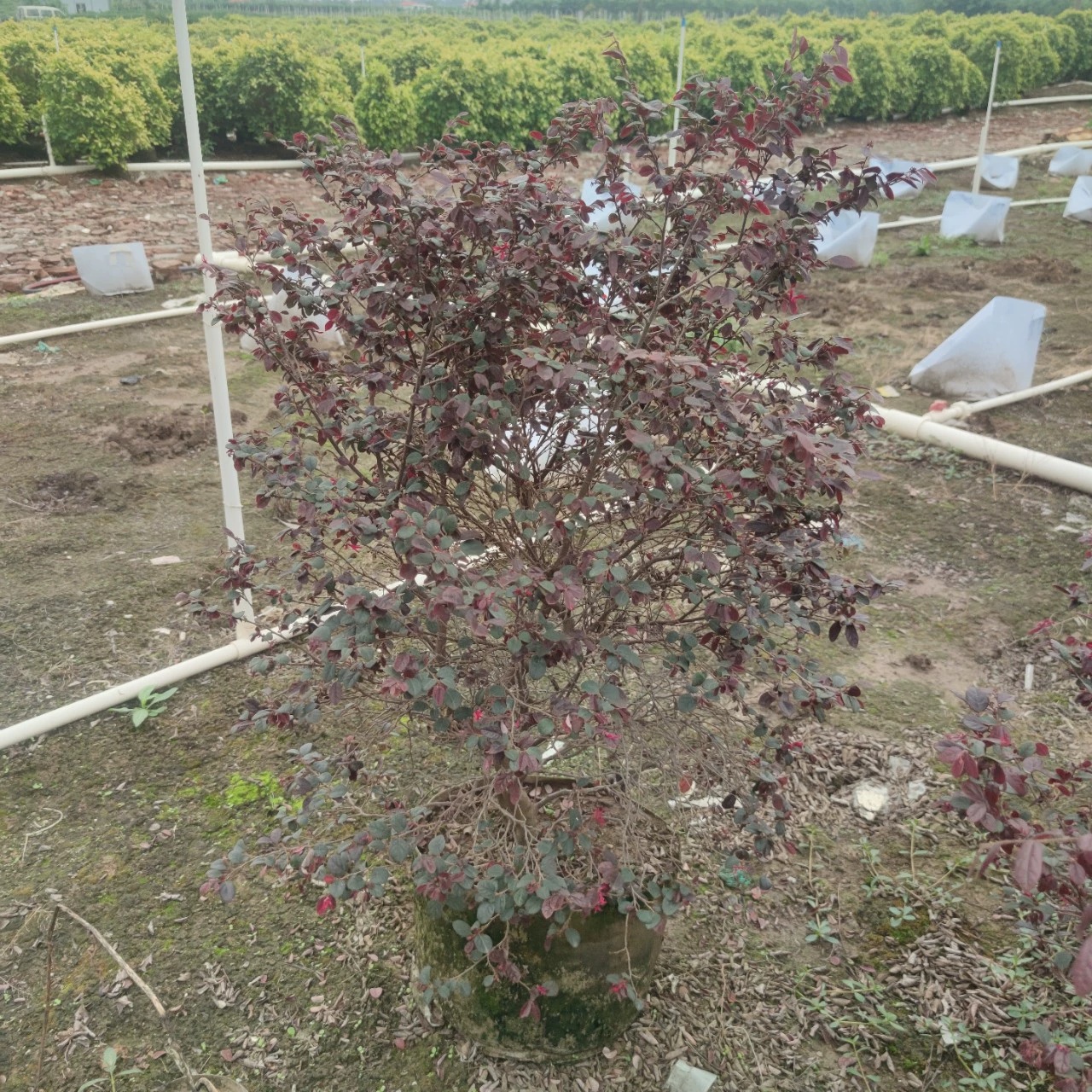 2304 база поставляет сафлоровый саженец 60-100 см