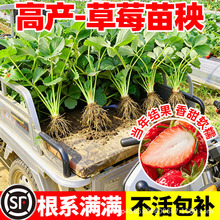草莓秧苗盆栽当年结果南北方种植优质奶油丹东99发脱毒裸根种植苗