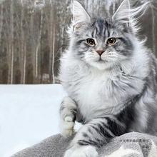 缅因猫幼猫纯种宠物猫俄罗斯巨型猫咪活体烟灰黑棕虎斑缅因长毛猫