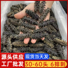 6排刺海参A6工厂直供海参批发30-60头大连辽参淡干海参8-10倍泡发