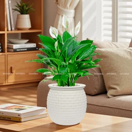 盆栽;其他园林植物;干花