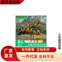 һl˘ͥԺˮֲϷNֲԼ޽˘