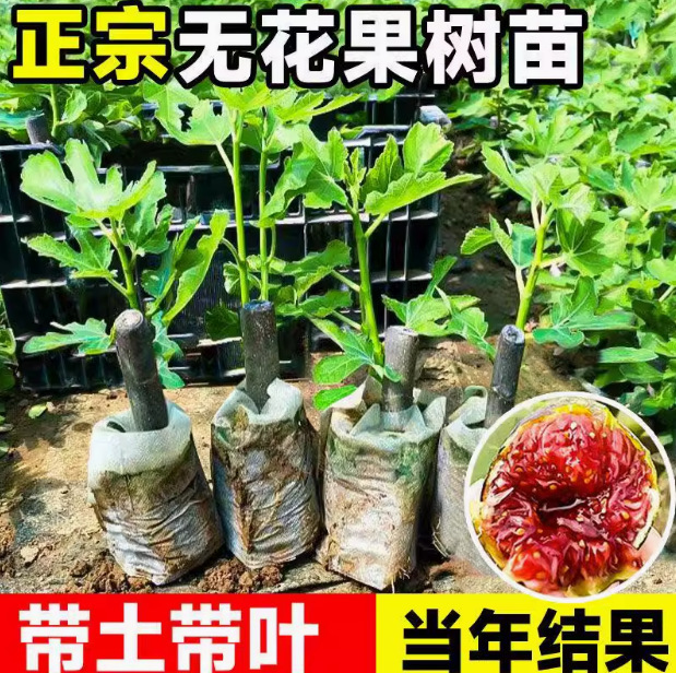 Fig Seedlings Potted Fruit Saplings Boki Red Palau Nairais Purple Bordeaux Flower Plant Courtyard Fig Seedlings Potted Fruit Saplings Boki Red Palau Nairais Purple Bordeaux Flower Plant Courtyard