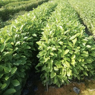 2412B �������l ����� ��ľ��N  ���㺬Ц ���� ���̾G��