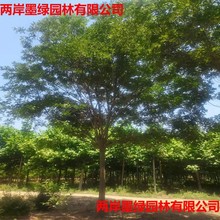  @ֹ   Gľ   GN еNֲ