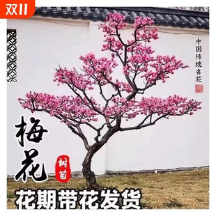 �D÷����ͥԺ���������ͺ���÷�t÷�D÷�����辰�ļ�����ֲ��Nֲ