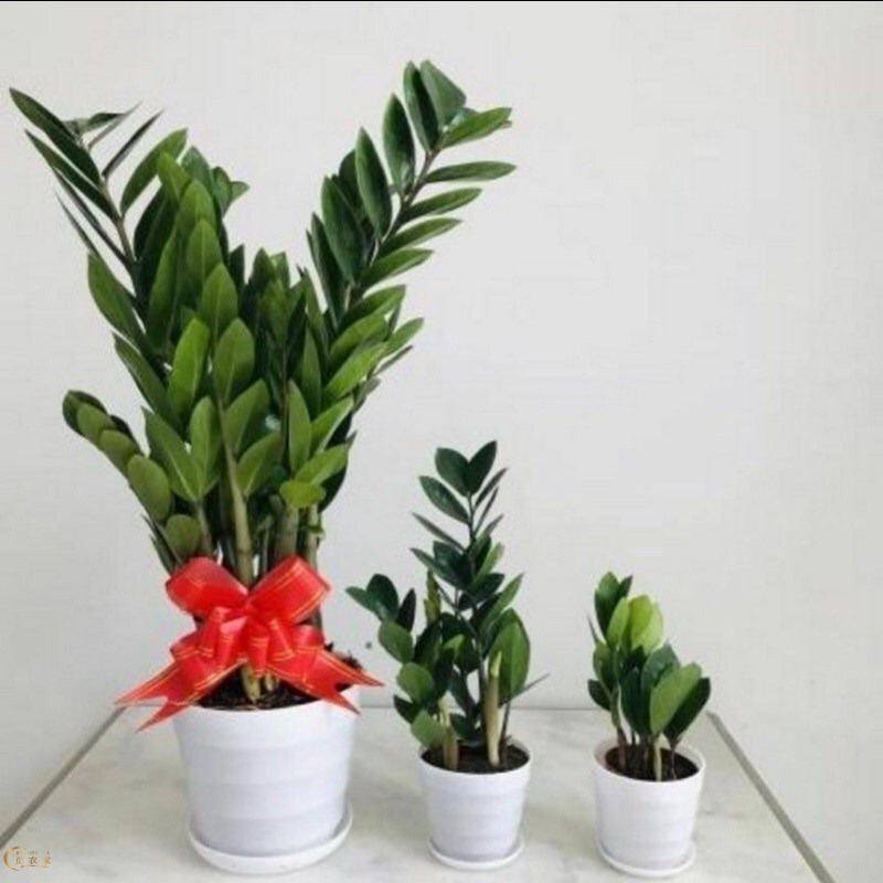 Money Tree Potted Green Plants Do Not Require Sunlight and Are Shade-Loving Florals and Green Plants. Large Indoor Money Tree Potted Plants for the Living Room