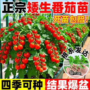 ����������ˮ������ǧ���N���ļ��Nֲ�̨�}Ů��С���t���߲�����