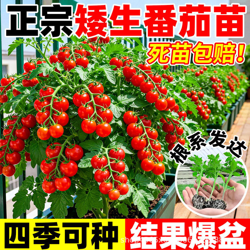 Dwarf Tomato Seedlings, Fruit Potted Plants, Millennium Seeds, Four-Season Planting, Balcony Cherry Tomatoes, Small Tomato Vegetable Seedlings