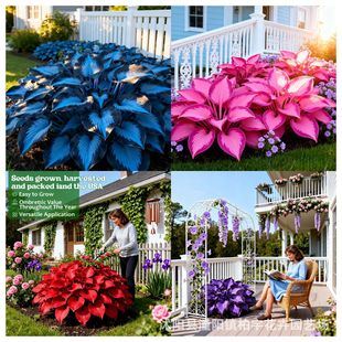 �羳��؛���~�������N��hosta�N��ͥԺ���~����ֲ�� ������������