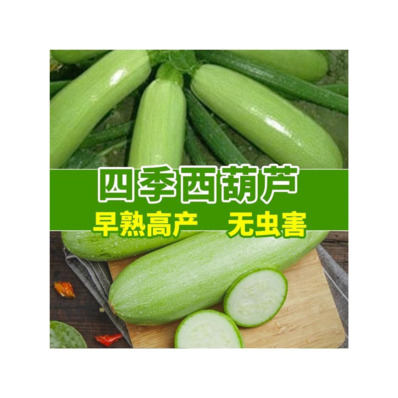 西葫芦种四季绿皮西葫芦种孑菜葫芦籽耐寒抗病春秋季种子瓜种籽子