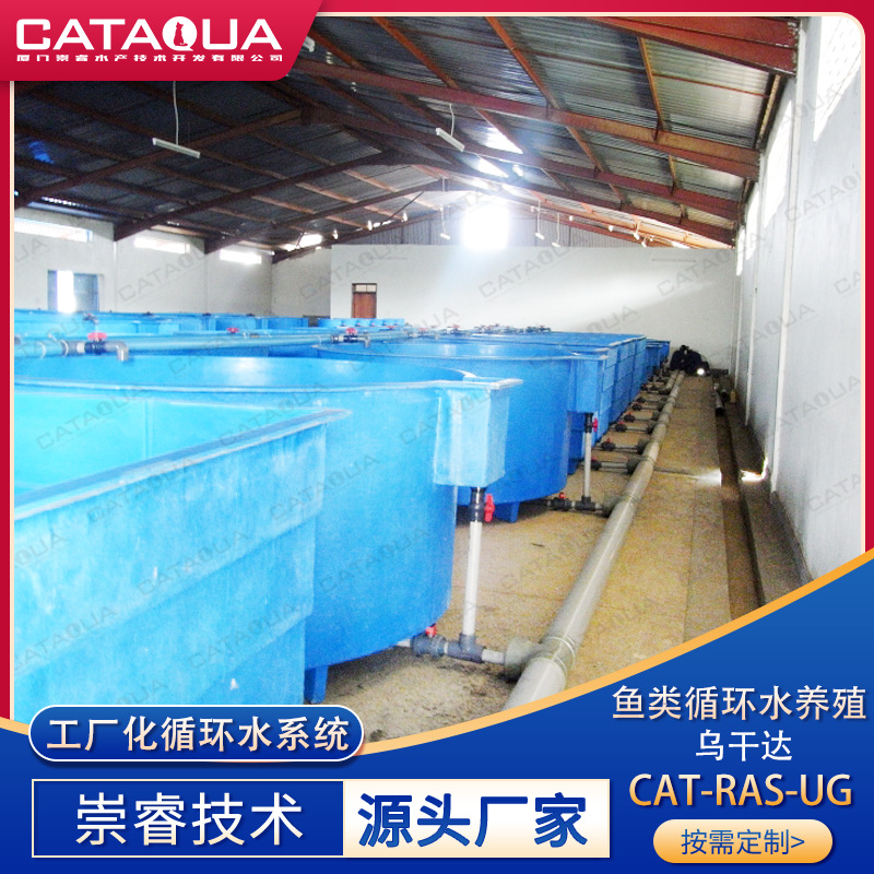 崇睿乌干达鱼类循环水养殖项目室内工厂化现代渔场水产养殖系统