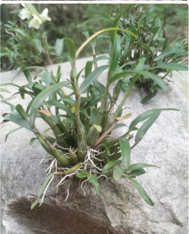 Tie Pi Shi Hu Fengdou Dendrobium Officinale Stems 500g Bottle Dried Herb for Tea and Cooking quality and texture