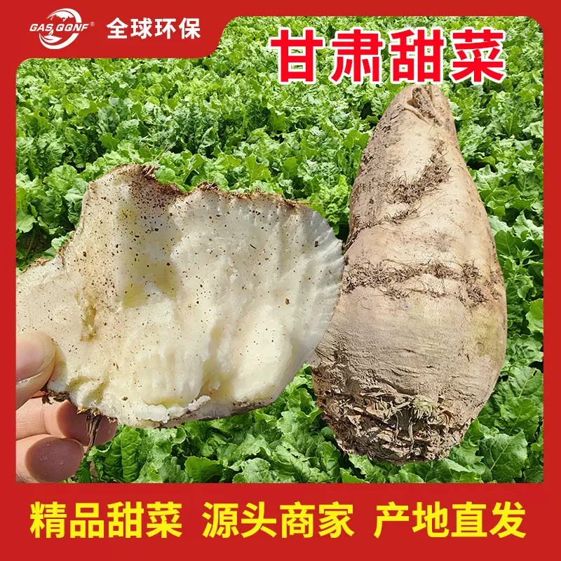 甘肃甜菜甜萝卜加工制糖白糖果大肉厚