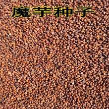 ħNѸ߮aһNӸ߳ɻļNֲÓˮħN