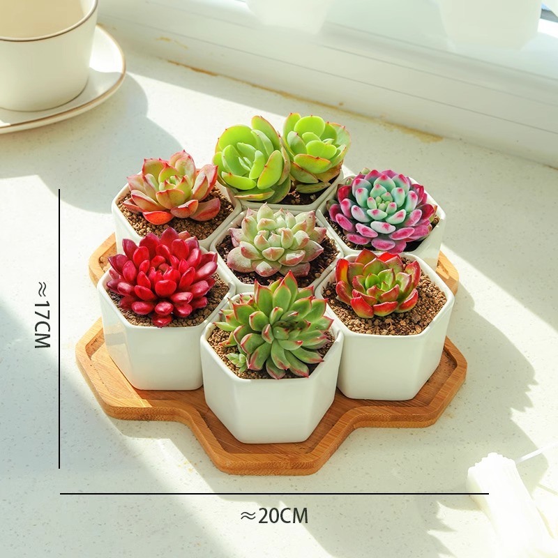 [간단] 육각형 7격자 조합 A(대야+대나무 홀더 포함)