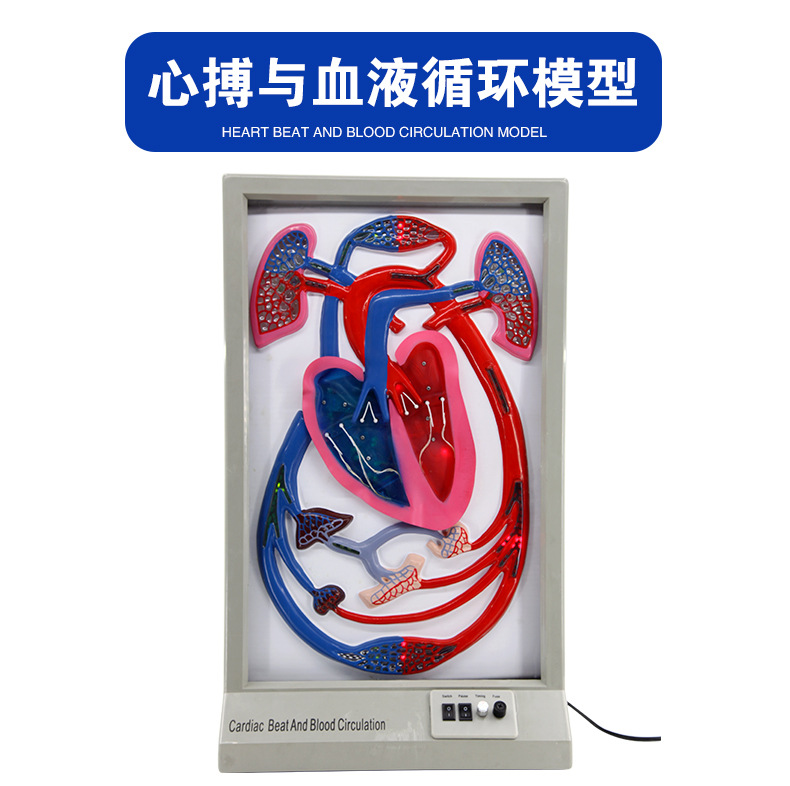 QH3323心搏与血液循环模型_02.jpg