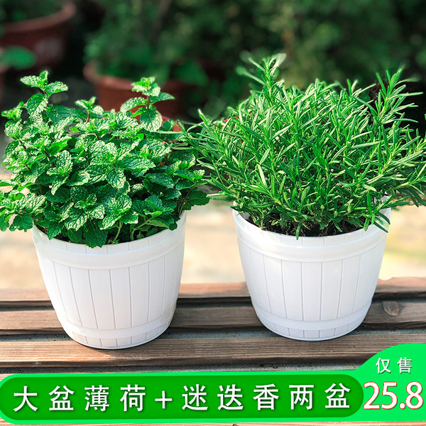 Lemon mint potted edible rosemary mint leaf seedlings drive mosquito…