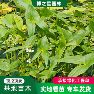 ˮ��ֲ��ȹôĹ������ͦˮˮ�ݝ���~�׳������������^�p�Gֲ