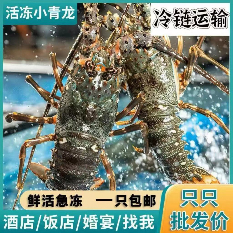 活冻小青龙东山岛海鲜水产批发大青龙鲜嫩鲜活冷冻水产澳龙大龙虾