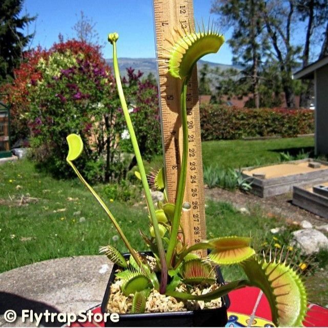 超大捕蝇草种好发大嘴巨夹盆栽大型扑蝇草驱蚊草绿植猪笼草食人花