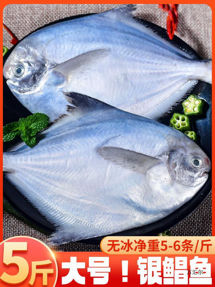 新鲜银鲳鱼非金鲳鱼肉鲳鱼海鲜海鱼昌鱼类大号肉鲳鱼冰鲜活冷冻