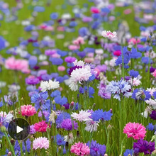 跨境电商矢车菊花种子混色花卉种子四季播种开花庭院春秋易活鲜花