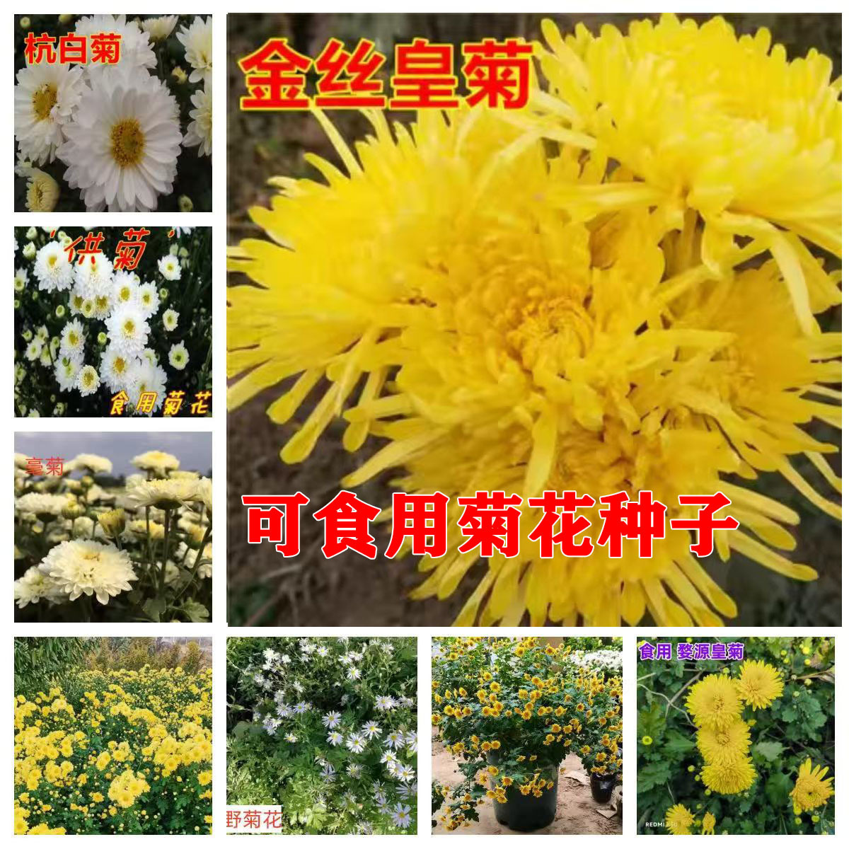 食用菊花种子可泡茶金丝皇菊黄山贡菊杭白菊苗四季开花 植物种子