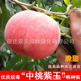 �����Ҙ��� ��T������ ���Ҙ��箔��Y�����Ϸ������Nֲ����