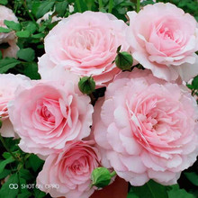 美咲/Misaki  日本新品月季花苗  庭院玫瑰丰花浓香月季玫瑰花