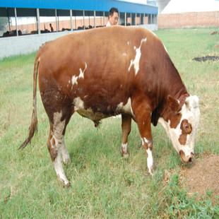 ���T����ţ�F��ʲô�r�� ��ţ���T����ţ���C�r�����Xһ�^