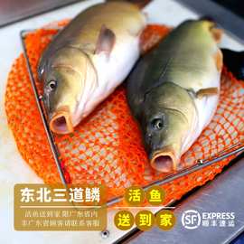 东北三道鳞活鱼镜鳞饭店专供餐饮商用鲤鱼黑龙江野生鲜活鱼头