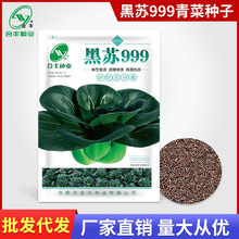 黑苏999苏州青种子40g小白菜黑油菜种籽蔬菜籽四季正宗秋冬季种孑