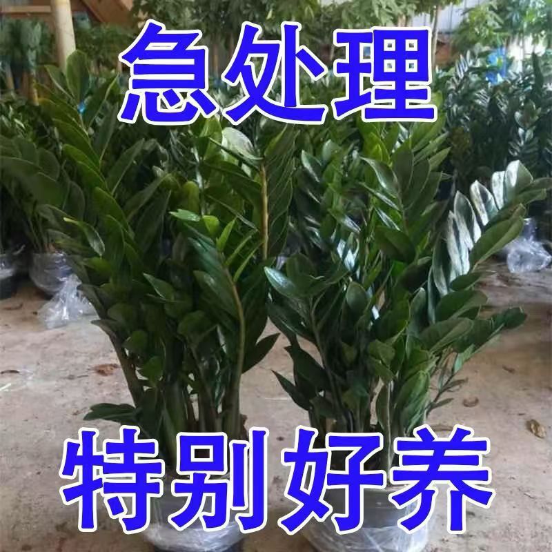 Money Tree Office Potted Tall Plant Indoor Flower Living Room Large Green Plant Wholesale Money String Fortune Tree Money Tree Office Potted Tall Plant Indoor Flower Living Room Large Green Plant Wholesale Money String Fortune Tree