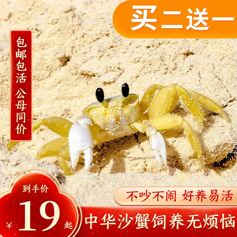 Водные маленькие домашние животные не пахнут. Чистые песчаные крабы подходят для домашних животных-крабов, выращенных детьми.