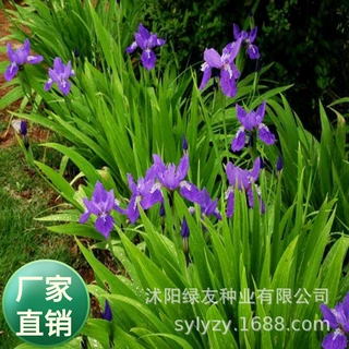 批发多年生矮生植物  宽叶鸢尾   蓝花鸢尾种子    蓝花鸢尾