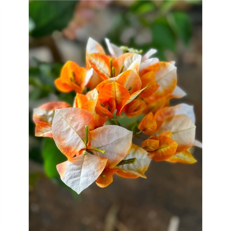 9.9 Flores frecuentes variedades de ciruela triangular en maceta jardín de plántulas es bueno para alimentar las plantas de vid de flores image 46