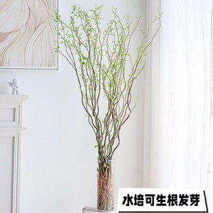 龙柳鲜切枝富贵竹客厅水培网红绿植物花卉室内盆栽好养活干支雪柳-阿里巴巴