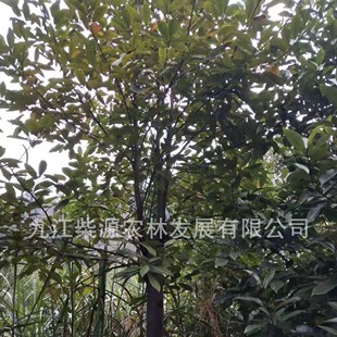 ������骡����㺬Ц�N�� �����С�� �����m �ľ ���㺬Ц15����