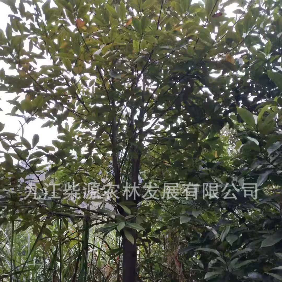 Огненная орхидея Ароматный улыбающийся саженец Огненная орхидея Саженец Огненная орхидея Ароматный улыбающийся 15cm