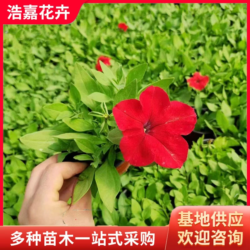 Маленькие горшечные растения Цянь Ниу, петунии, летние цветочные клумбы, декоративные цветы, садовые декоративные цветочные рассады, горшечные растения петунии