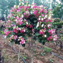 �ļ��_������\�����ԝ������ͺ��t��������ͥԺ�̨����������