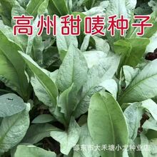 正宗高州甜油唛菜种籽高州唛甜麦菜种子四季苦麻菜苦荬菜蔬菜种孑