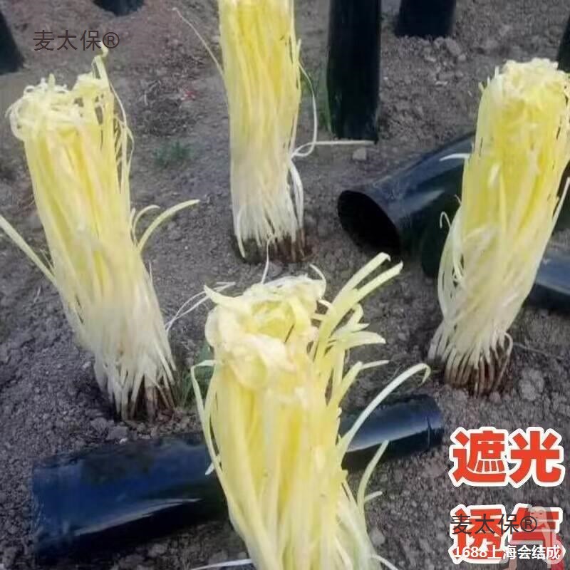 透气种植筒遮阳罩黑子圆锥形遮光农用PVC隔光韭黄韭黄蒜黄麦太保