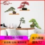 新贸定制盆栽热卖墙贴